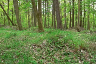 Grabh�gel im slawischen H�gelgr�berfeld bei Ralswiek