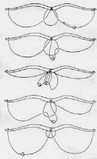 Perle auf der Schnur